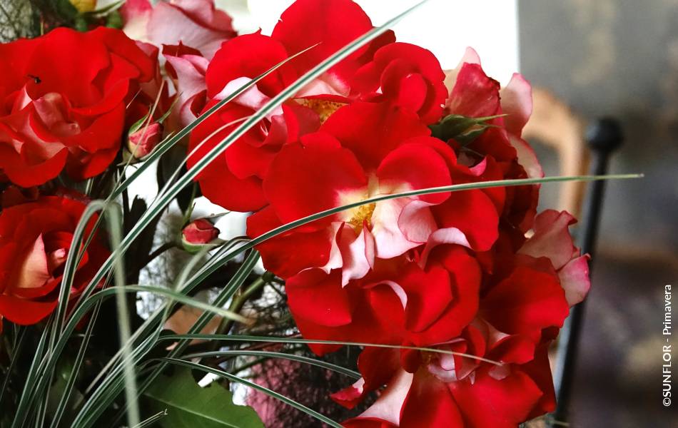 ©SUNFLOR - Primavera